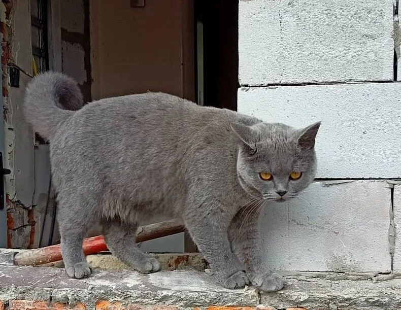 Amorita