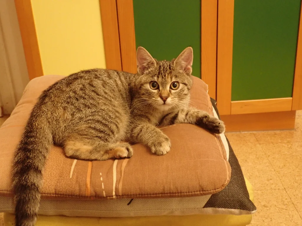 Karkulka