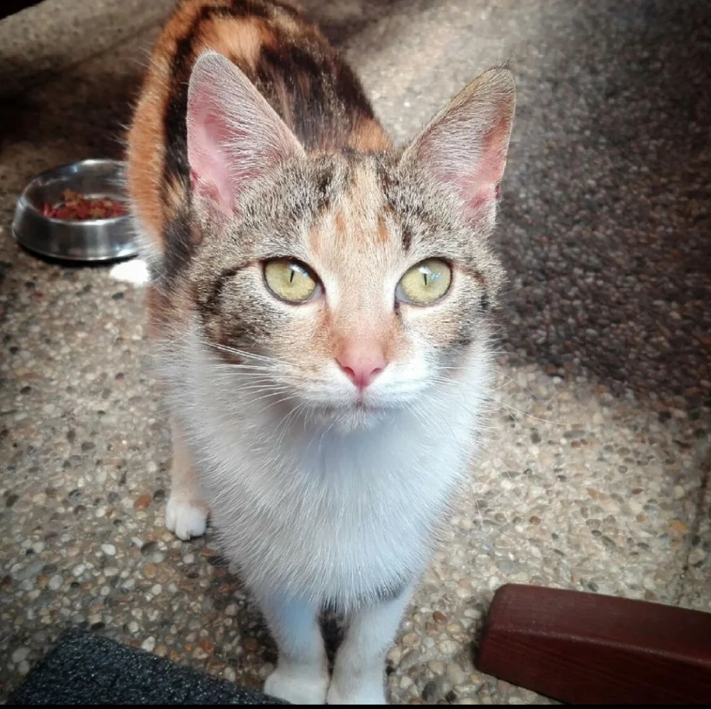 Zoey