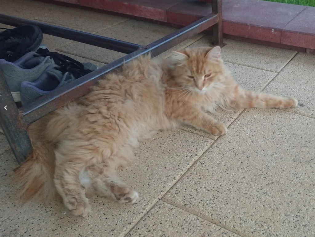 Šuplík