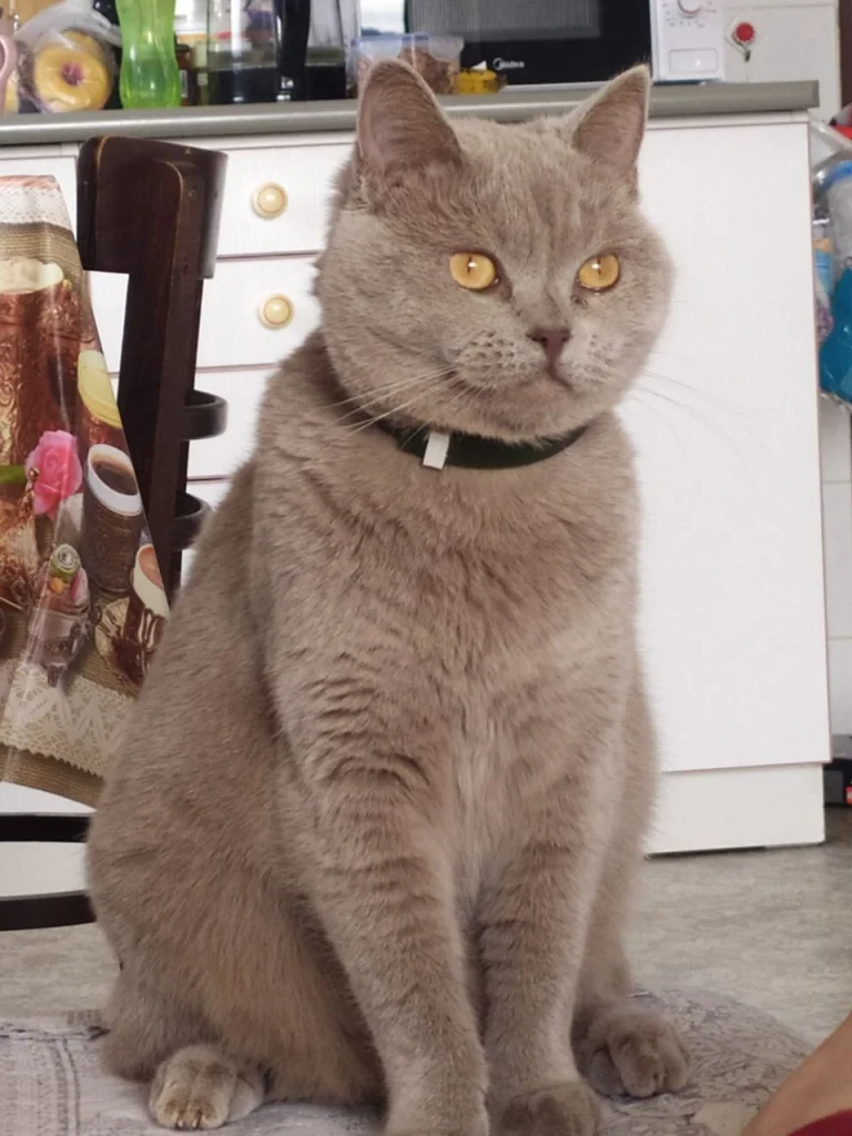Silvana