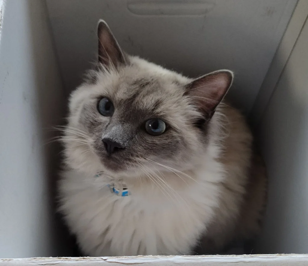 Charlie (Kája)