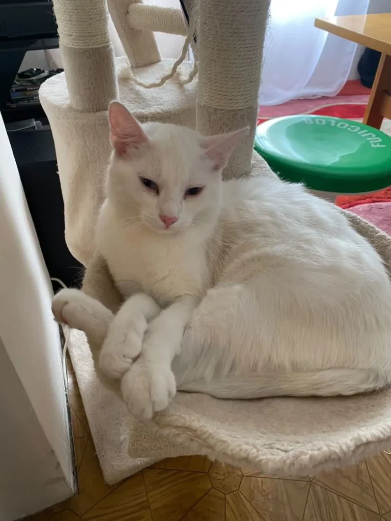 Mia