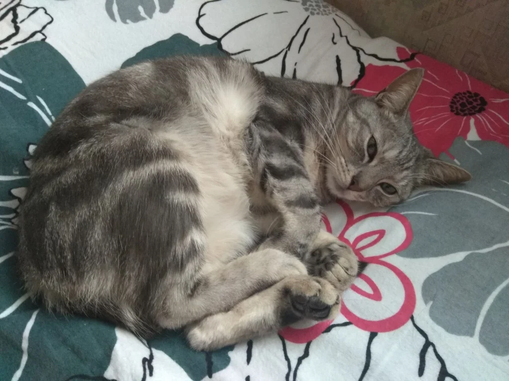 Mauro