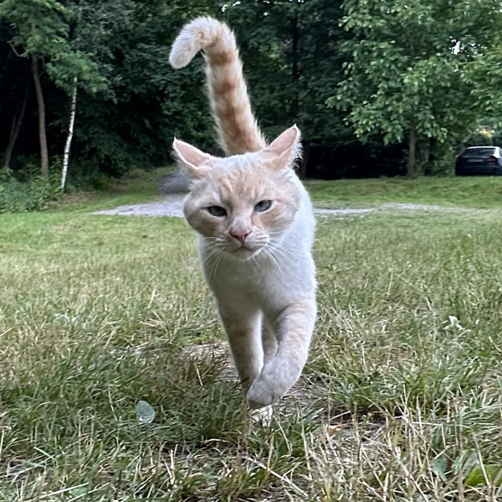 Macík