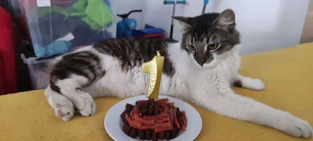 Boris (čičoun,čičik)