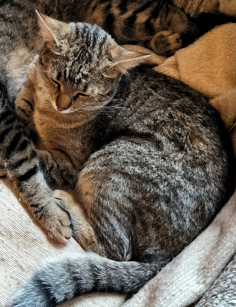 Aiko