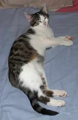 Micka