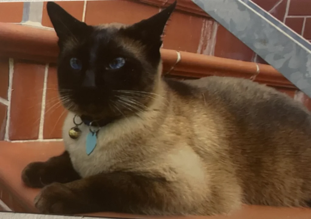 Felix