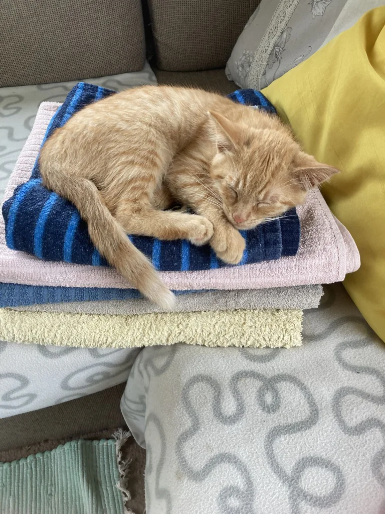 Garfield