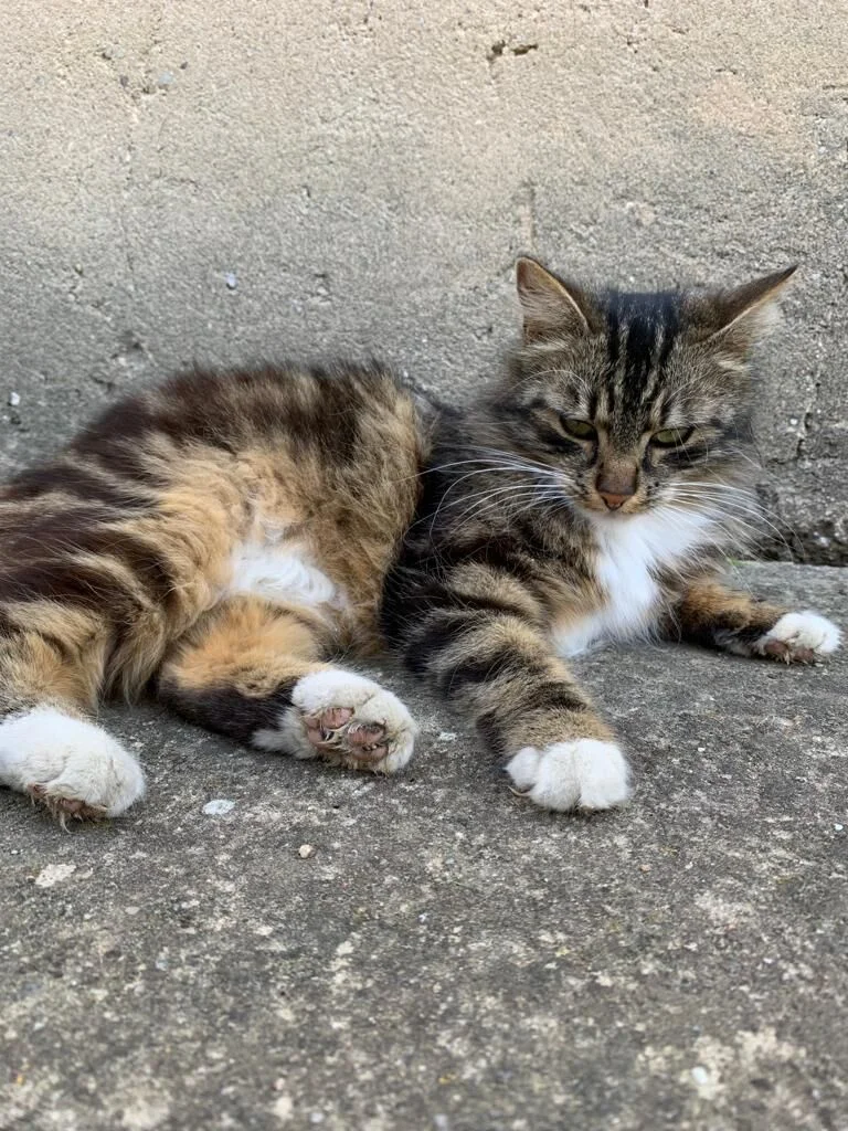 Kitty