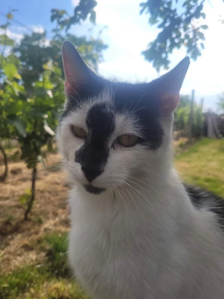 Mikeš
