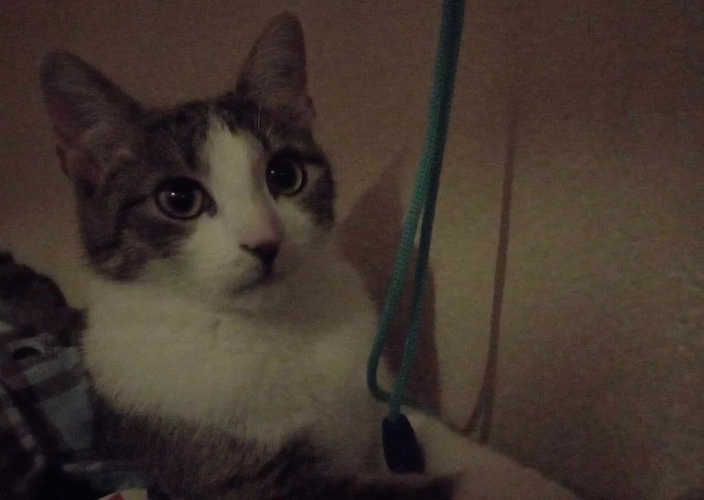 Luna