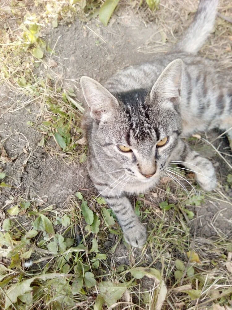 Čiko