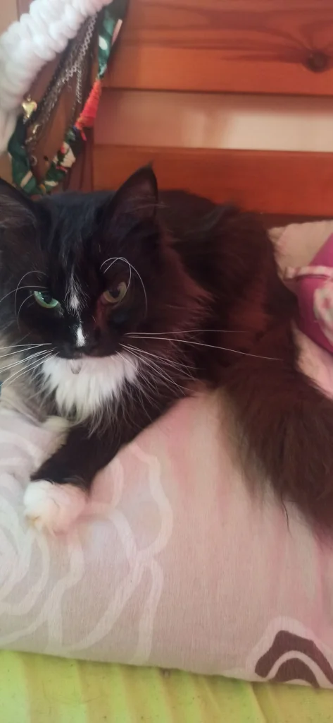 Mimi