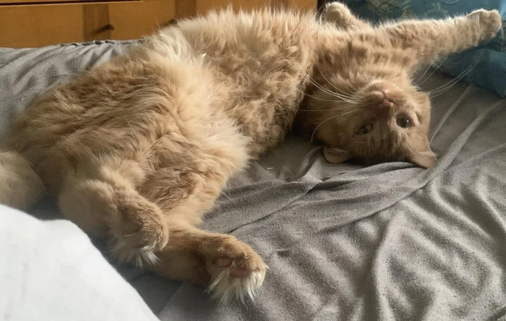 Felix