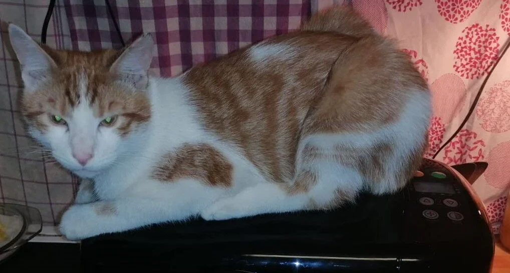 Karlík