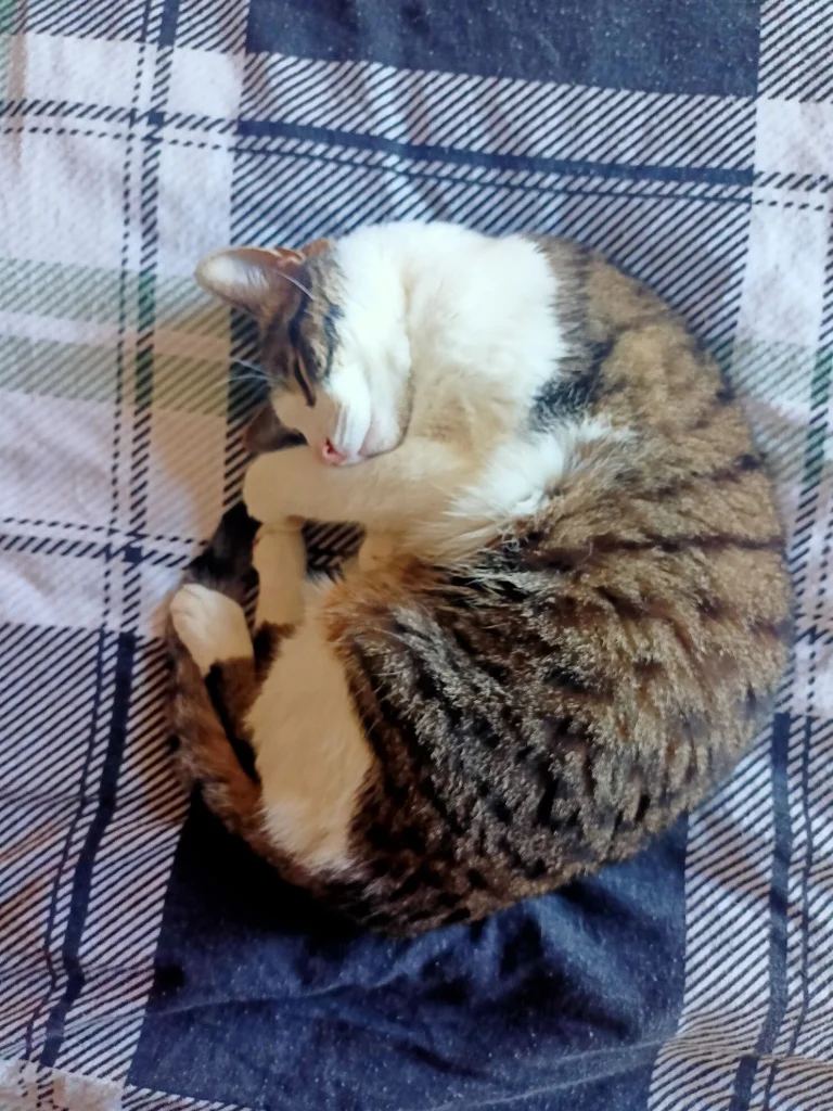 Mesi