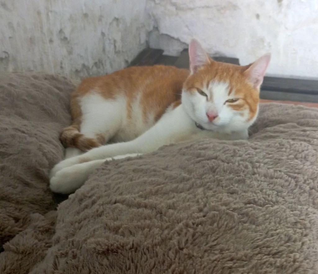 Ginger