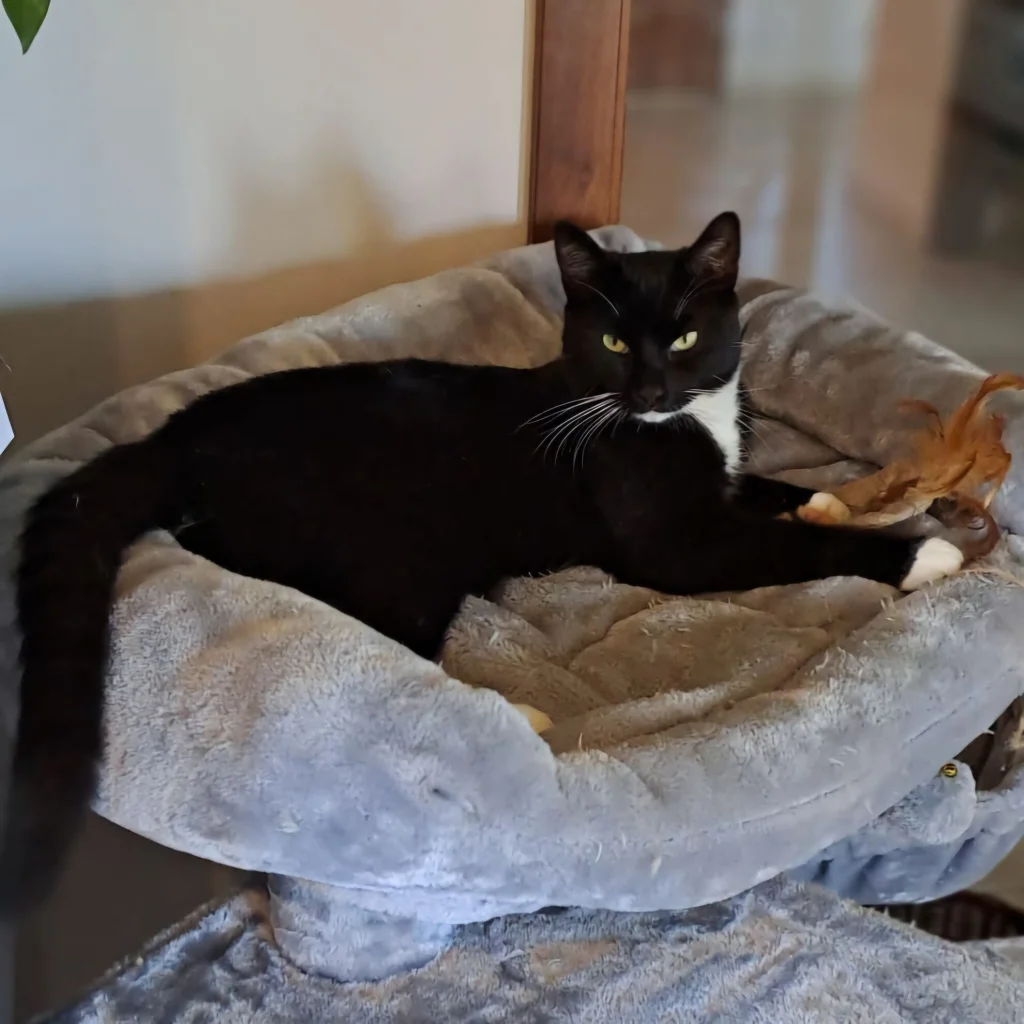 Monty