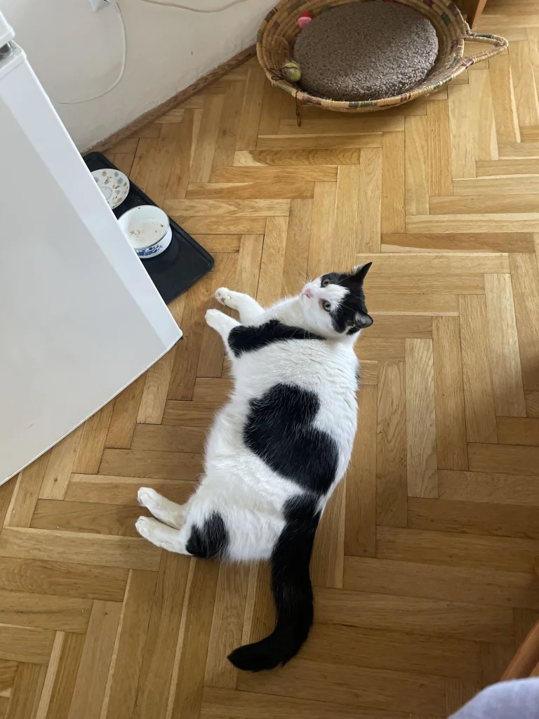ČONORO