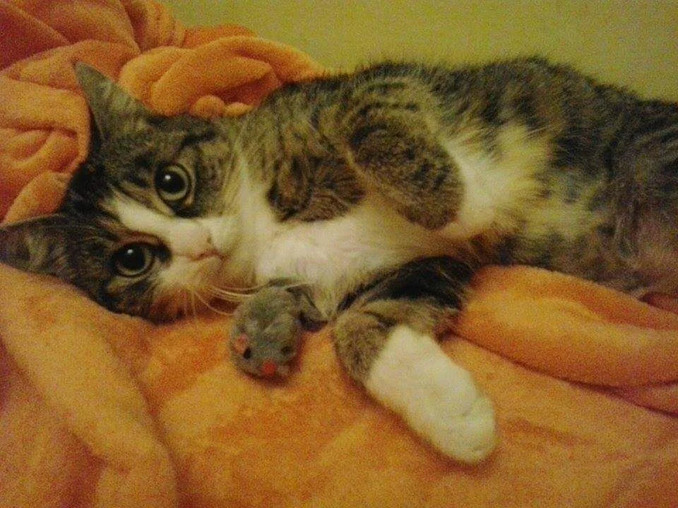 Missy ( má 3 nohy)