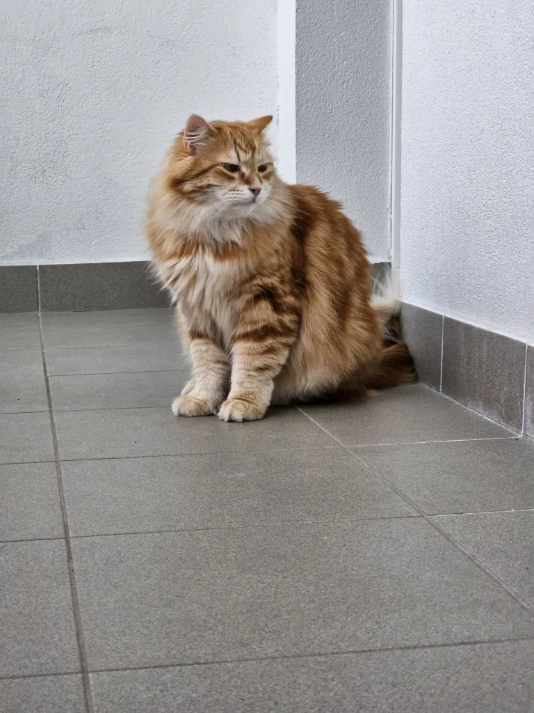 Matěj
