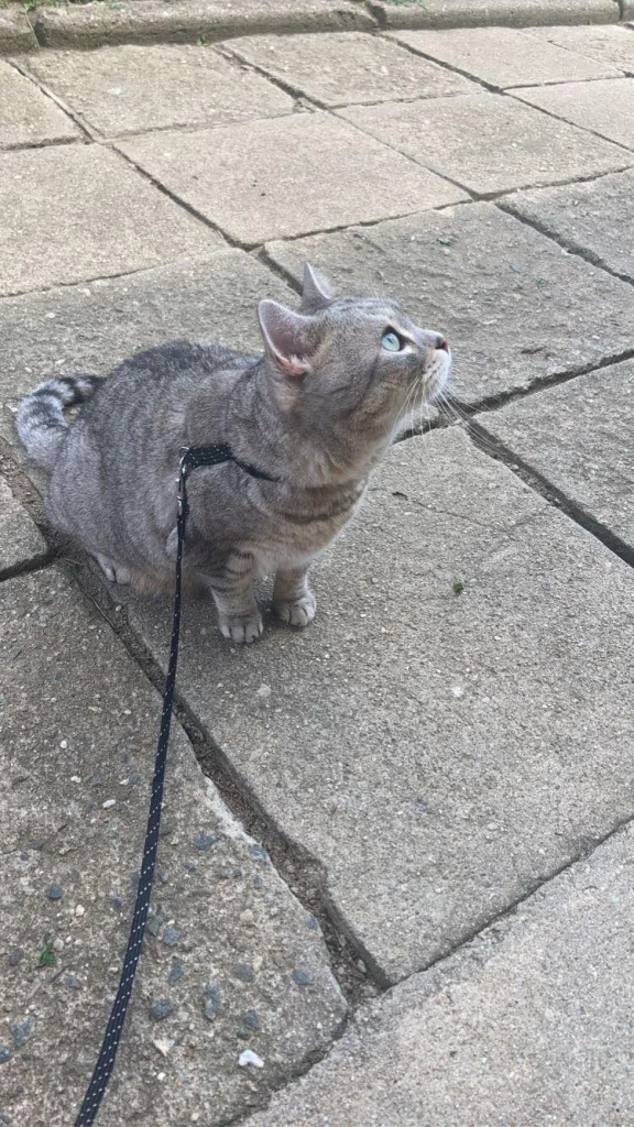 Monty