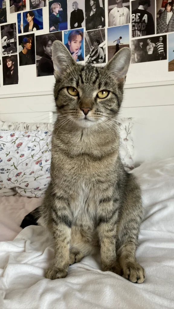 Pipi