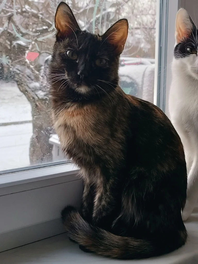 Penny