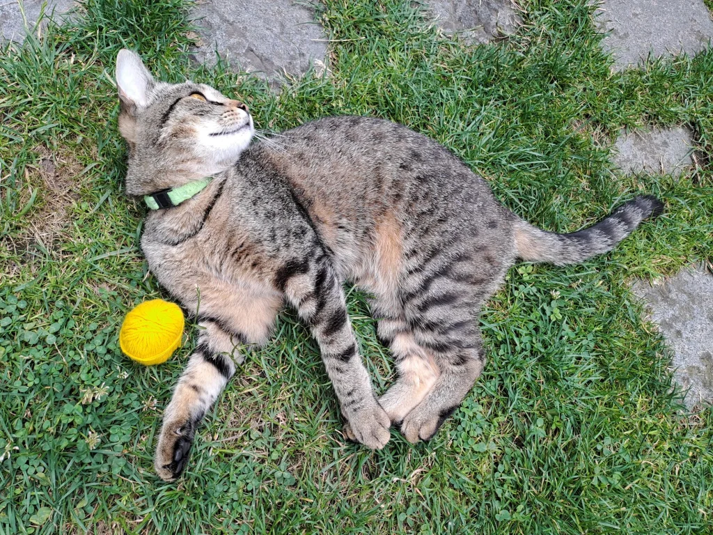 Sára