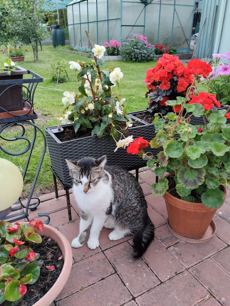 Murik