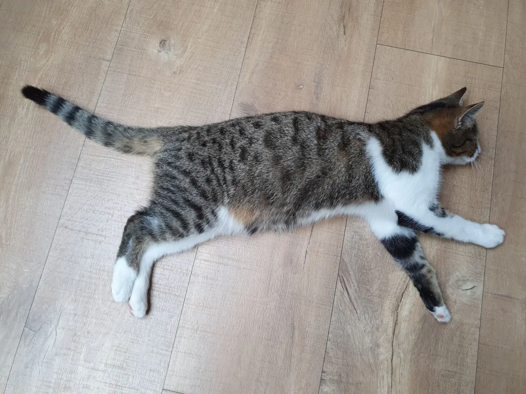 Lotka