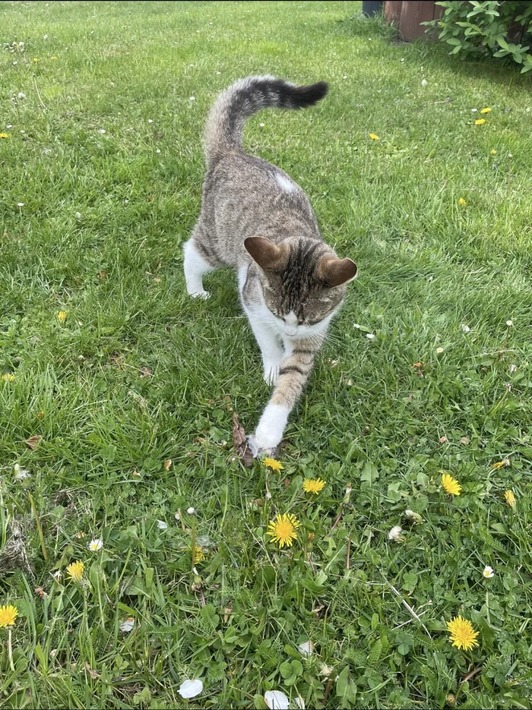 Bezinka