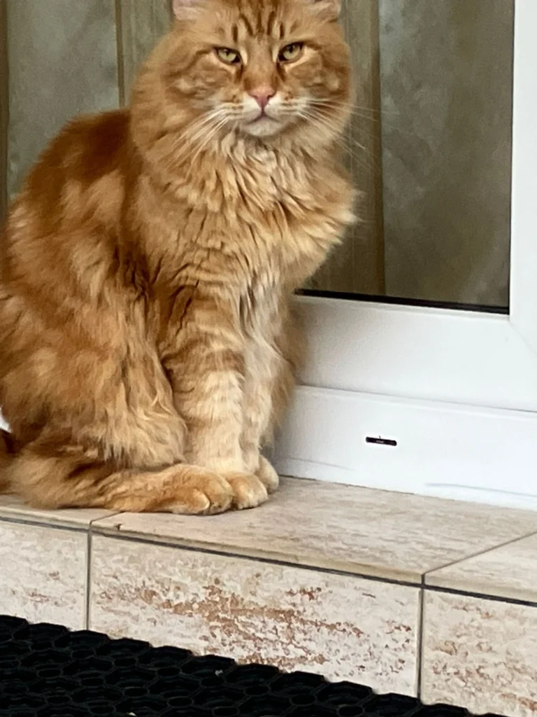 Elvis