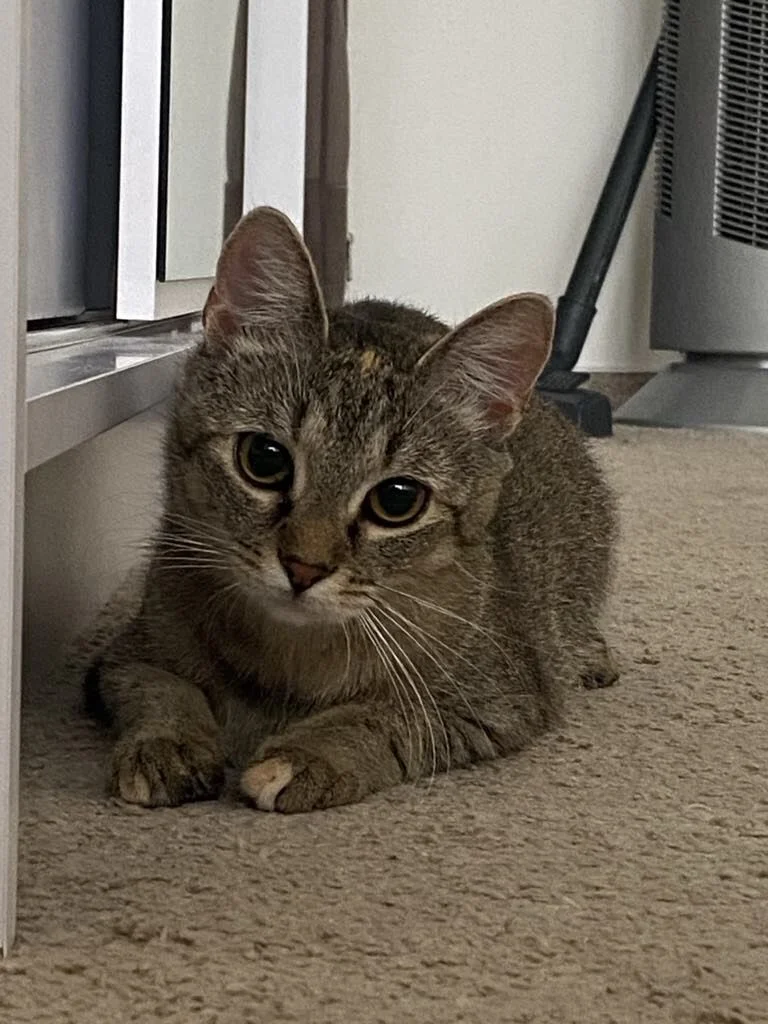 Kali