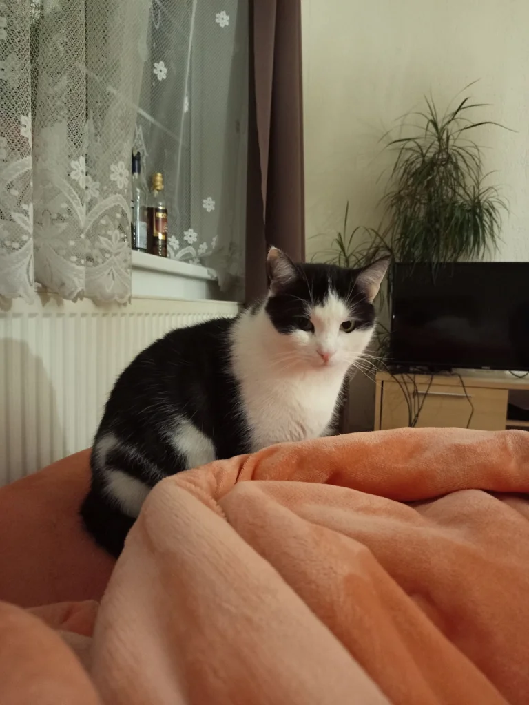 Čiko