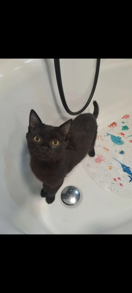 Boris
