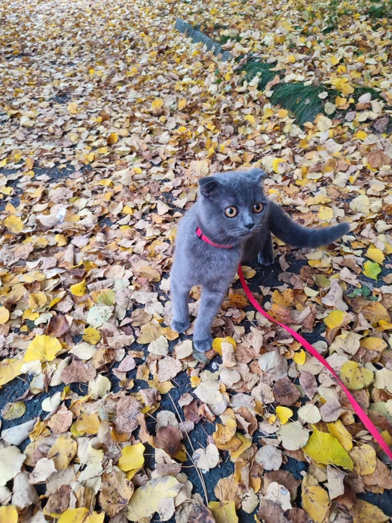 Melisa