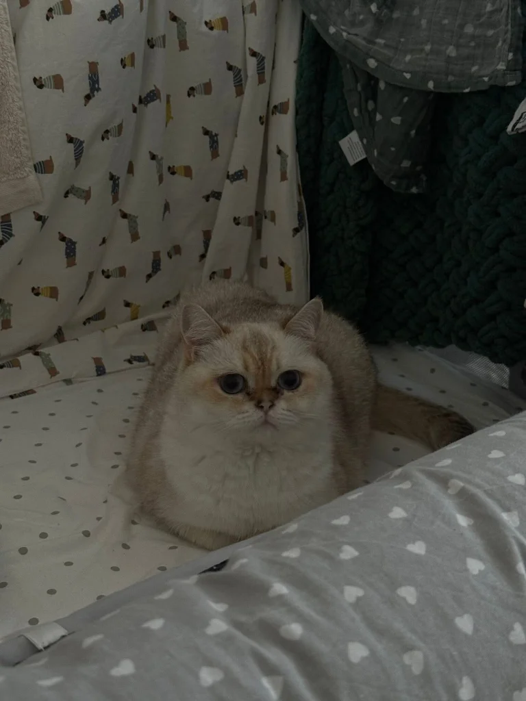 Polli