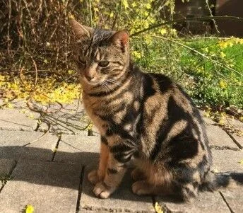 Merlin