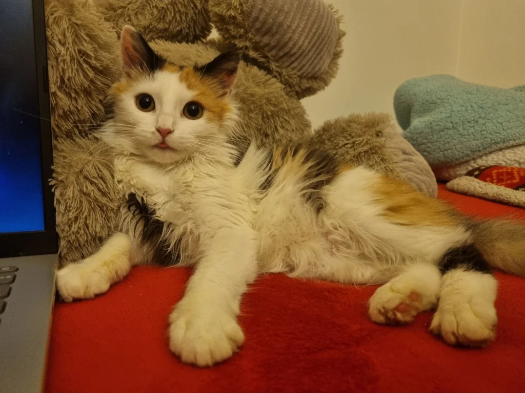 Mia