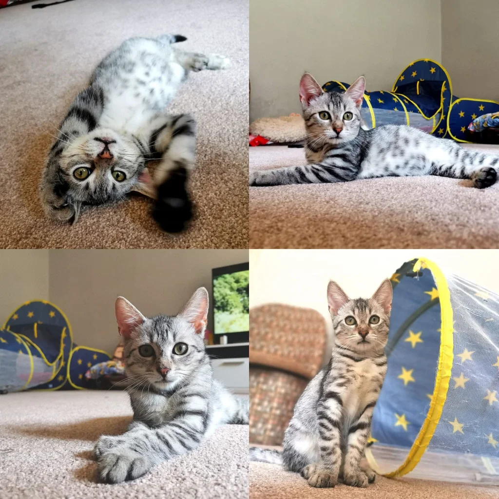 Simba