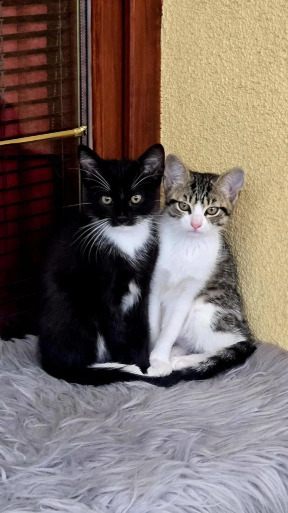 Oreo a Pacička
