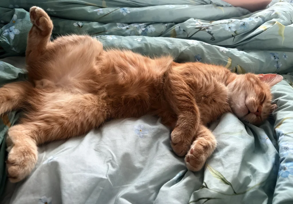 Monty