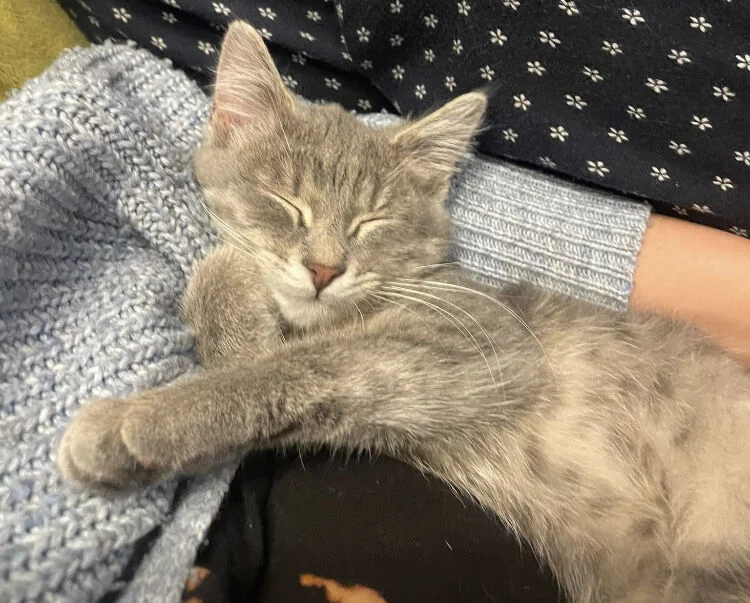 Nikita