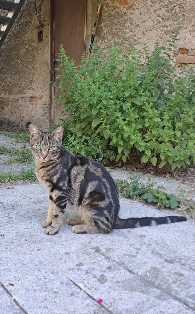 Merlin