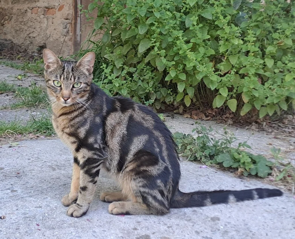 Merlin