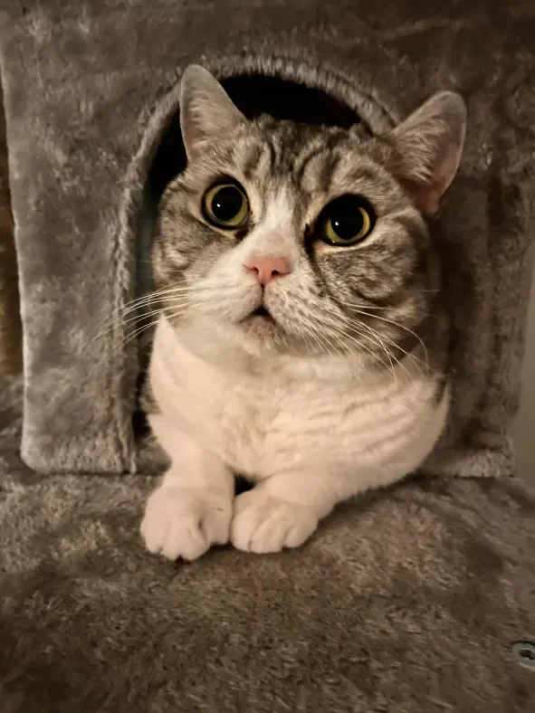 Coco