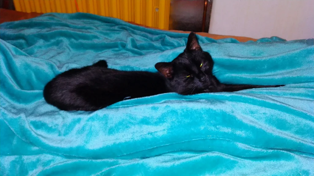 Loki